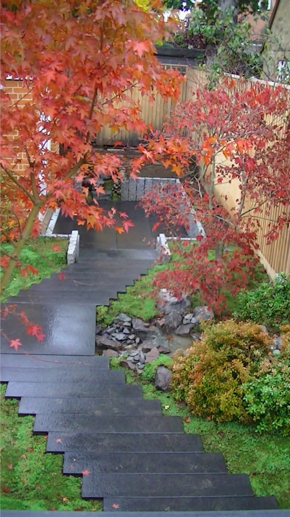 Pathway through Japanese Acers