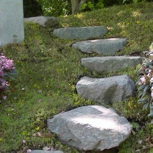 Stepping stone path through sedum