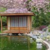 Cherry Blossom and Japanese Tea House