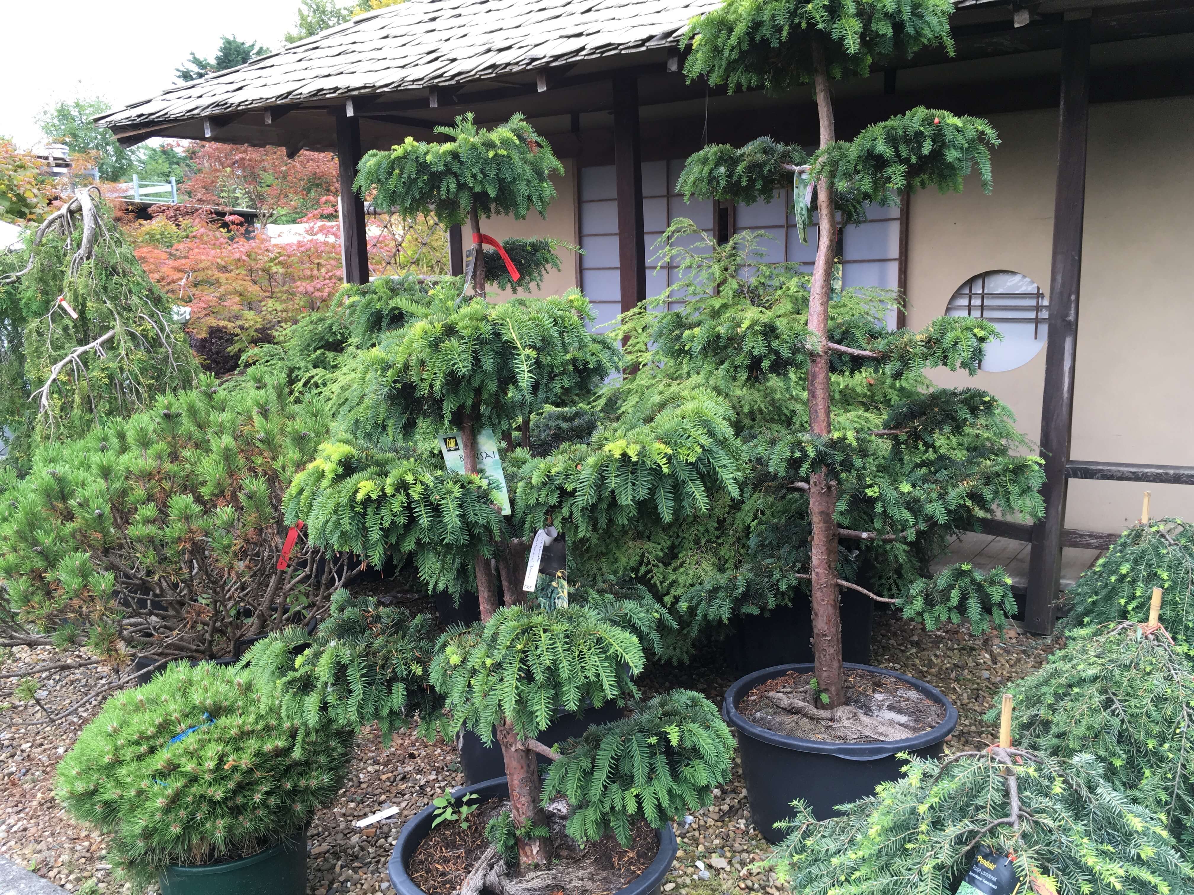 plants for japanese gardens build a japanese garden uk plants for japanese gardens build a japanese garden uk
