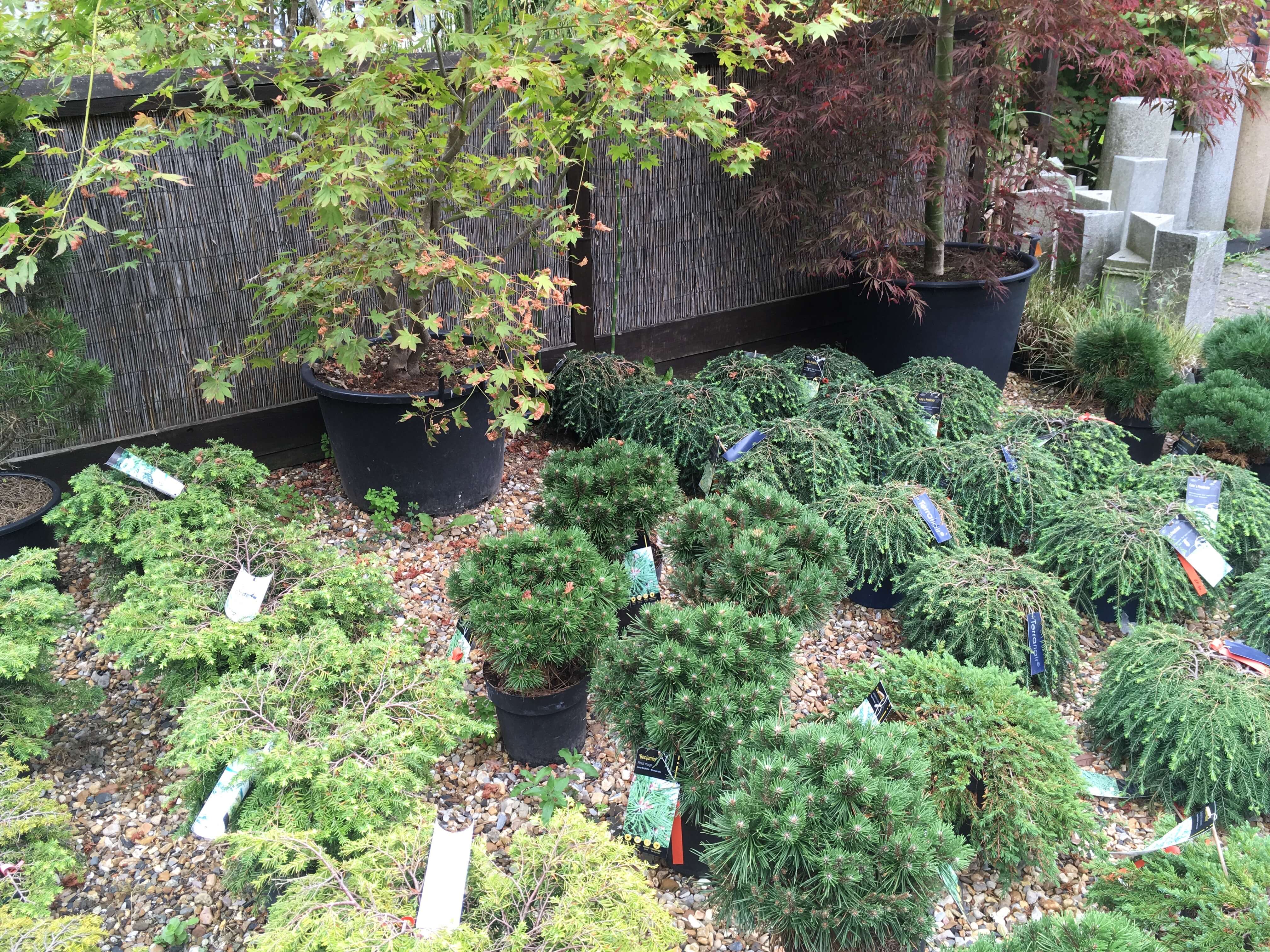 plants for japanese gardens build a japanese garden uk plants for japanese gardens build a japanese garden uk