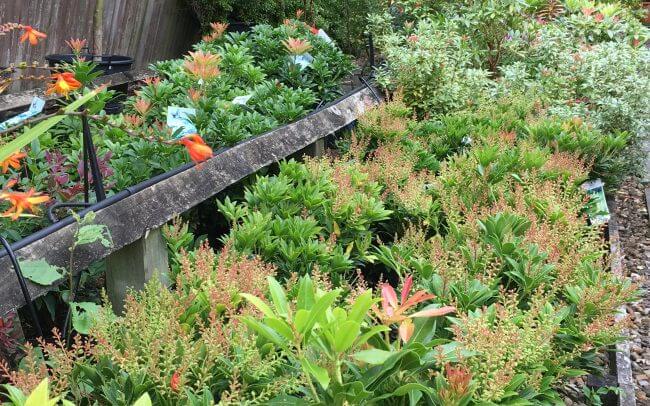 plants for japanese gardens build a japanese garden uk plants for japanese gardens build a japanese garden uk
