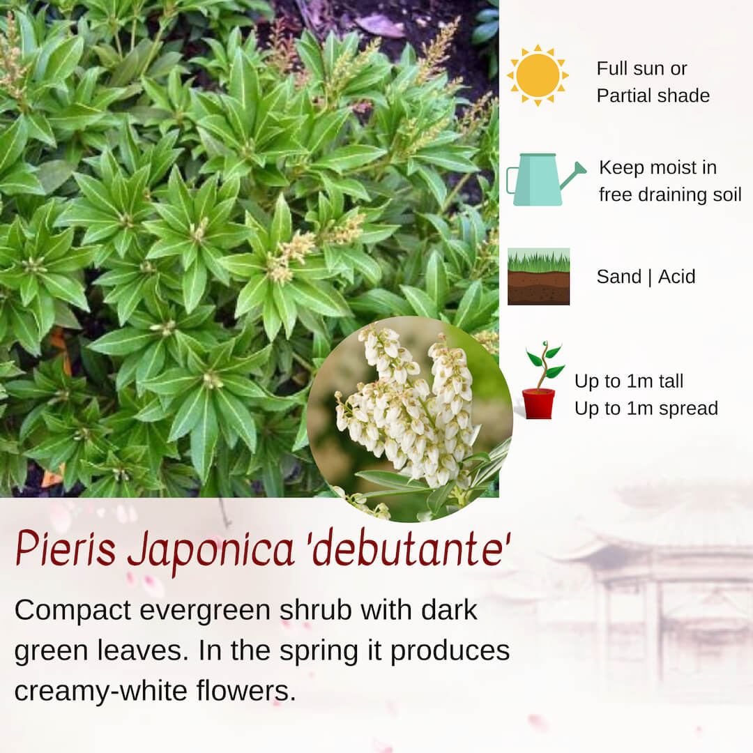 Japanese Evergreen Shrubs Build a Japanese Garden UK Rhino Rock LLP