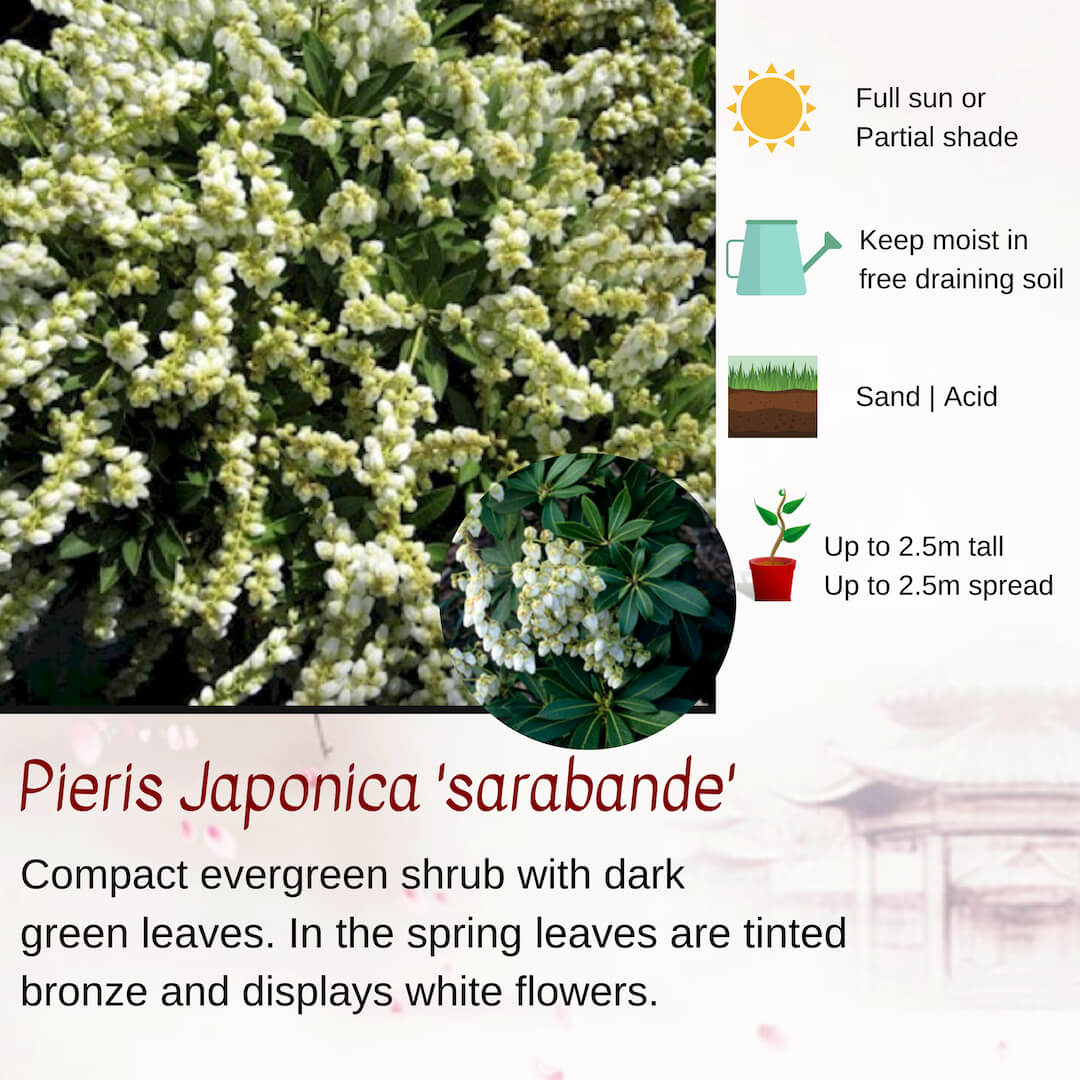 Japanese Evergreen Shrubs Build a Japanese Garden UK Rhino Rock LLP