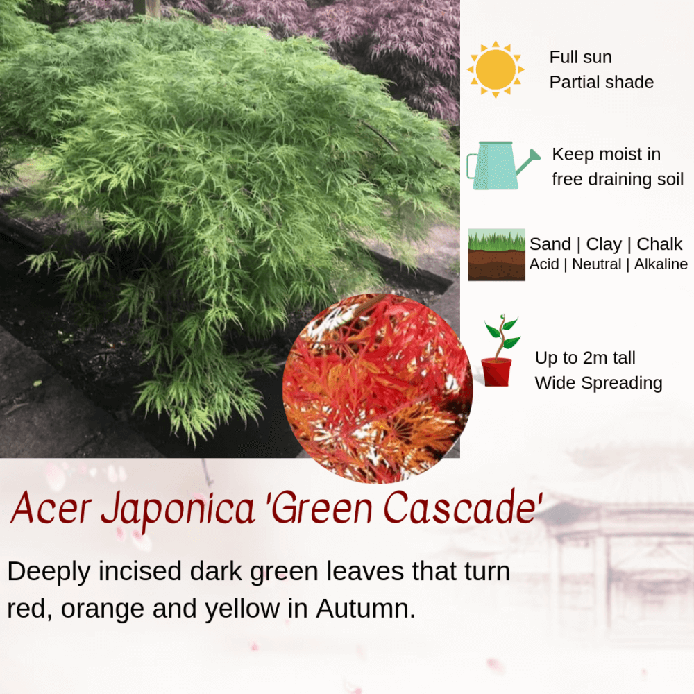 Acer Japonica 'Green Cascade'