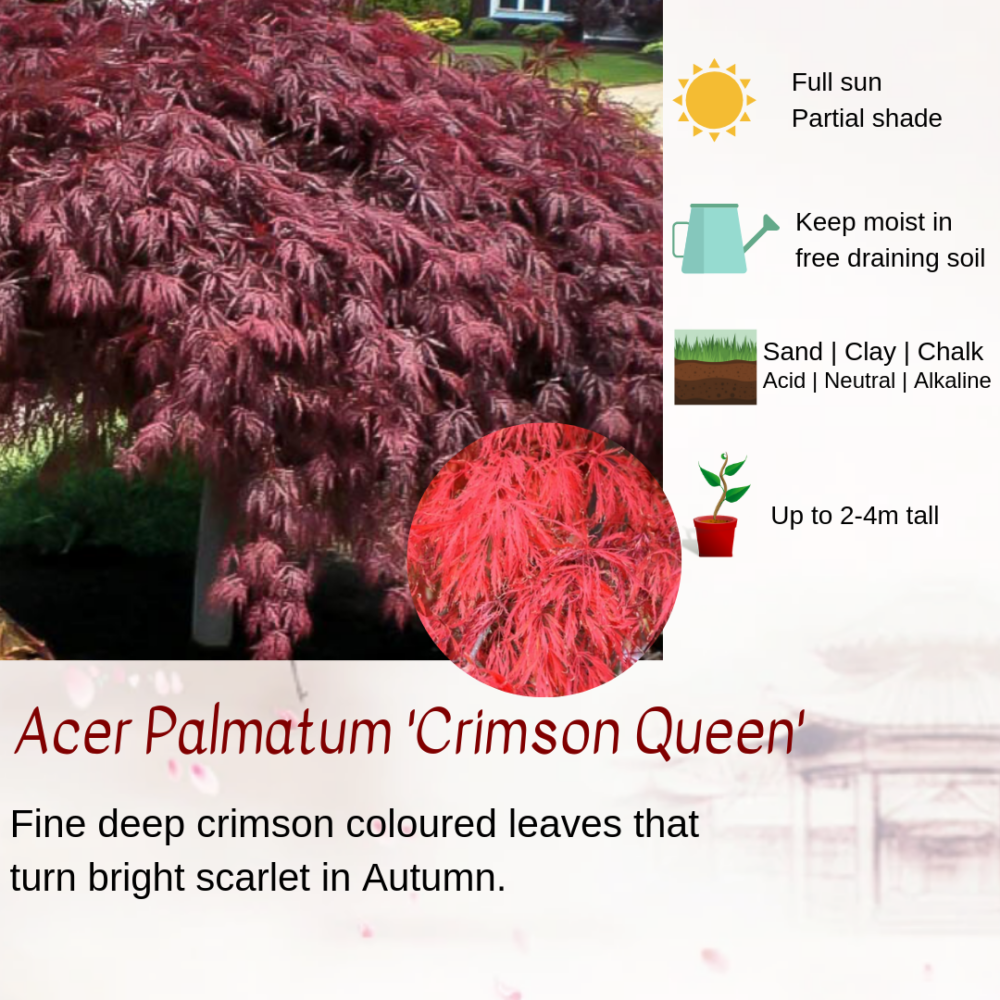 Acer Palmatum 'Crimson Queen'