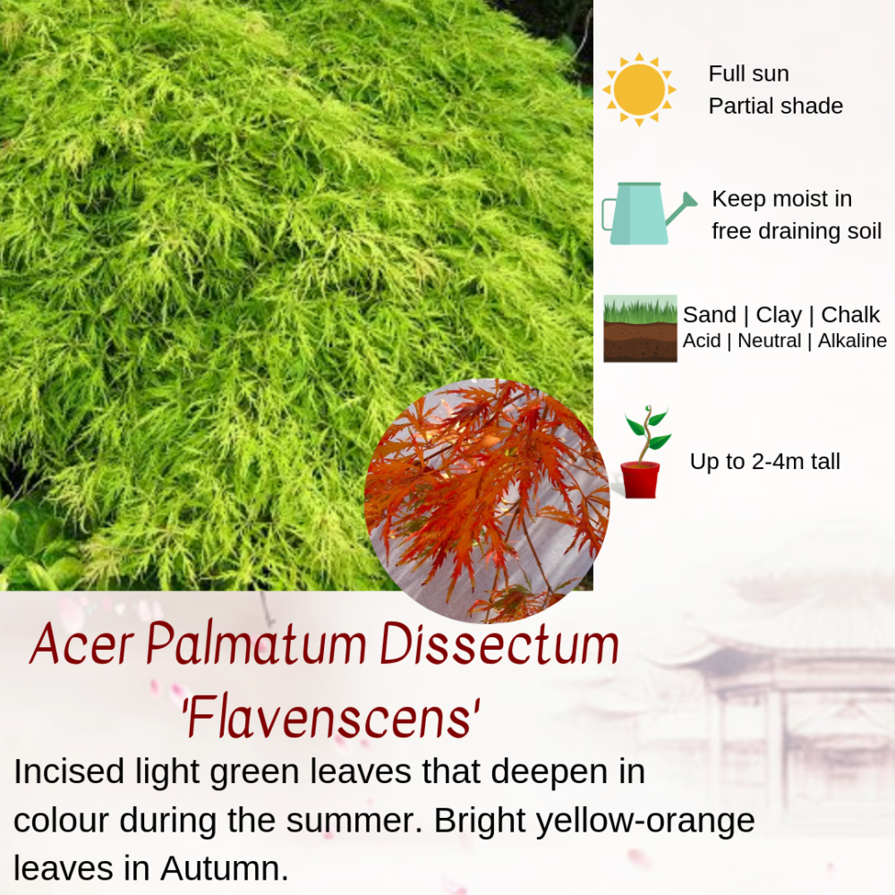 Acer Palmatum Dissectum 'Flavenscens'