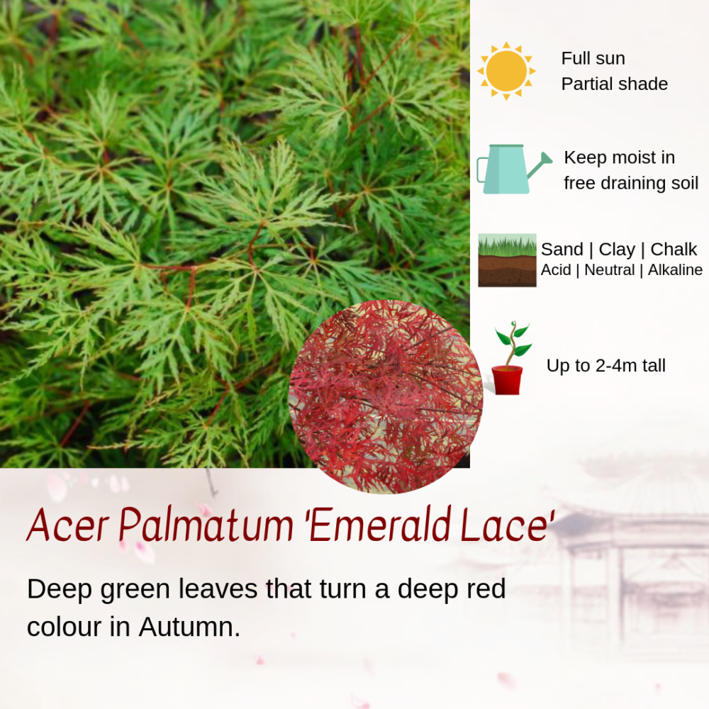 Acer Palmatum 'Emerald Lace'