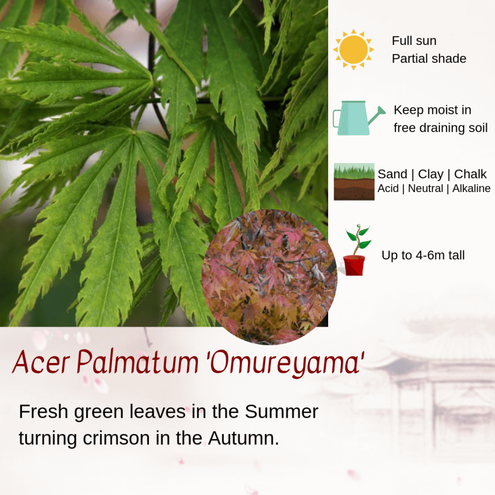 Acer Palmatum 'Omureyama'