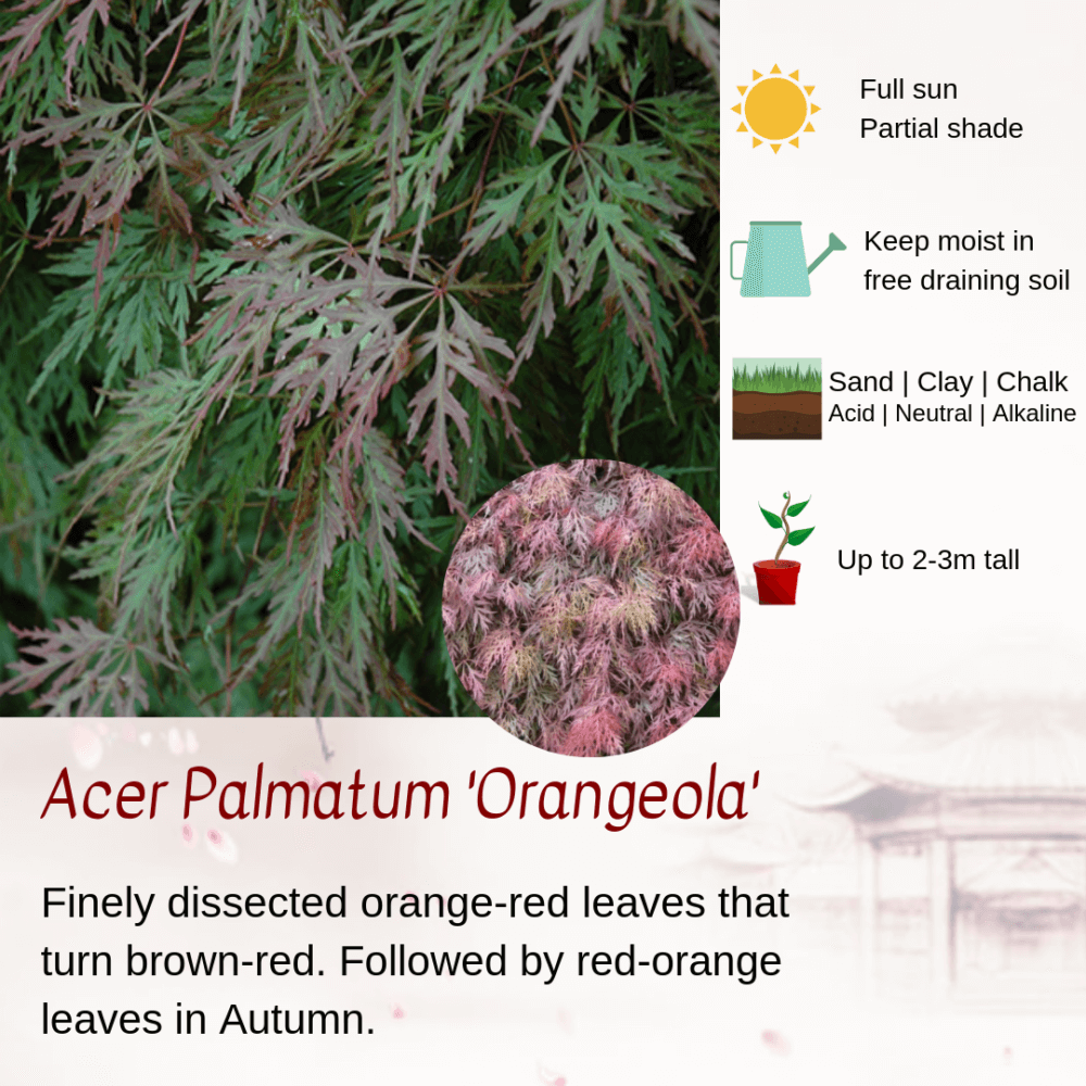 Acer Palmatum 'Orangeola'