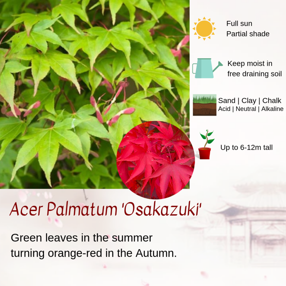 Acer Palmatum 'Osakazuki'