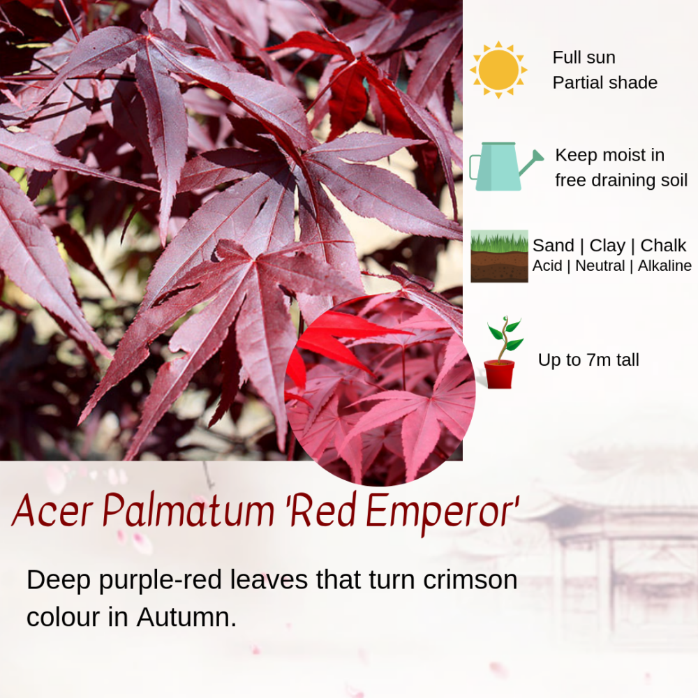 Acer Palmatum 'Red Emperor'