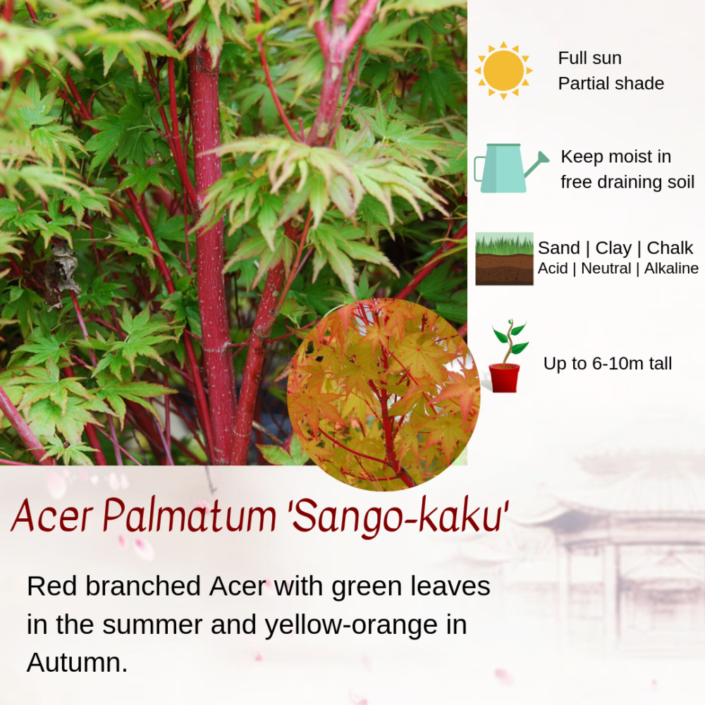 Acer Palmatum 'Sango-kaku'
