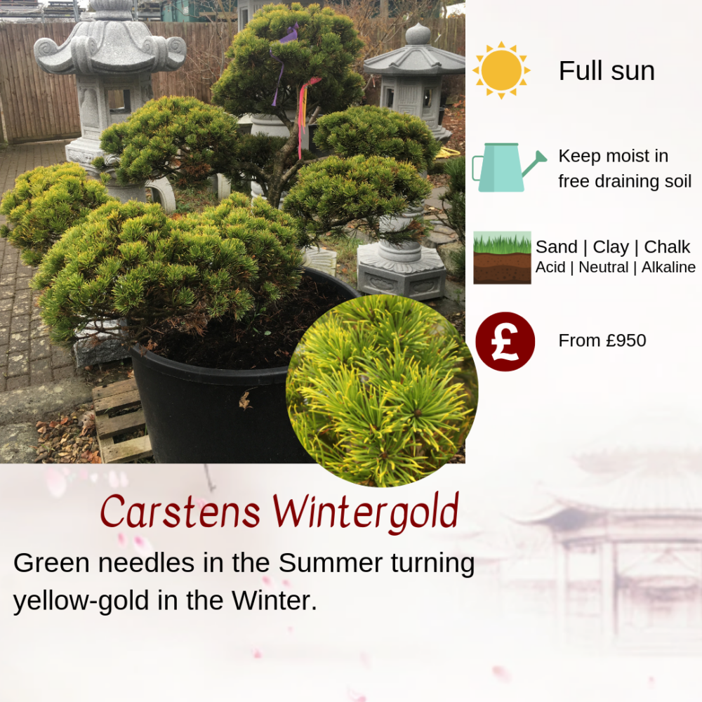 Carstens wintergold