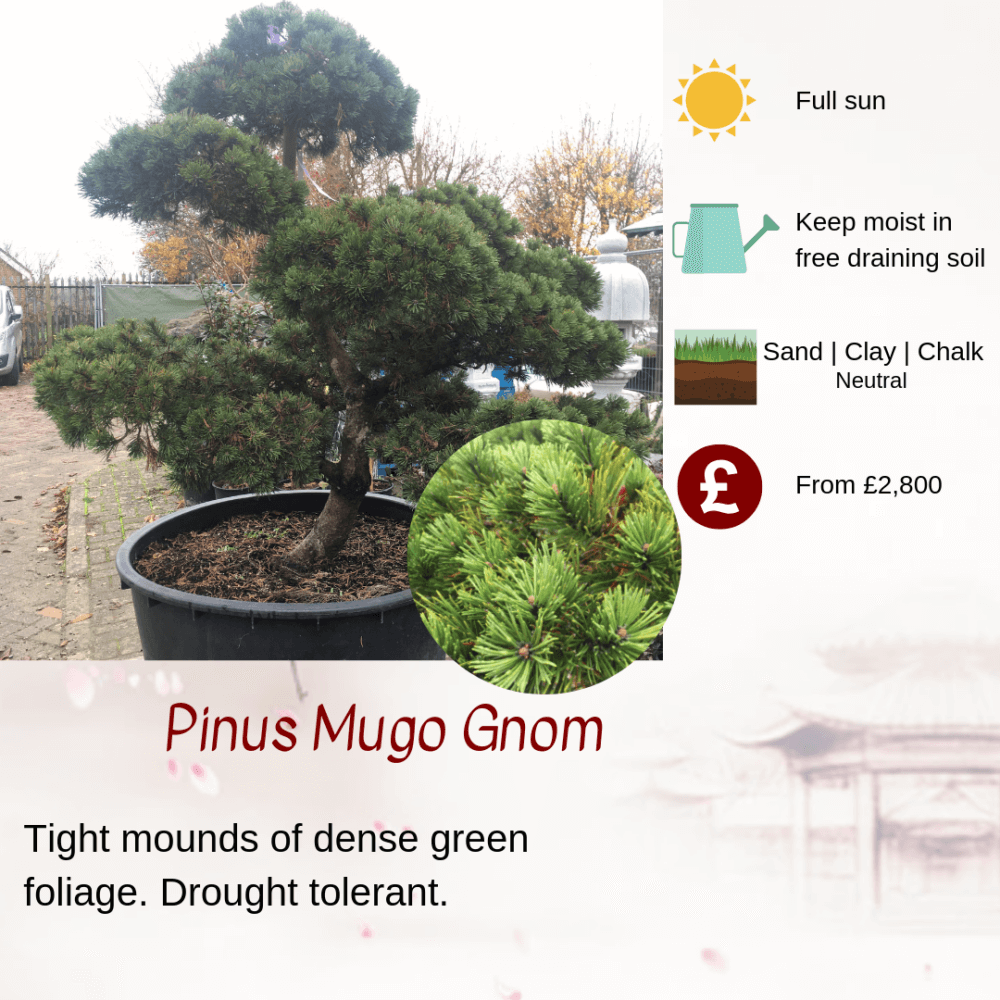 Pinus Mugo Gnom