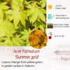 Acer Palmatum 'Summer gold'