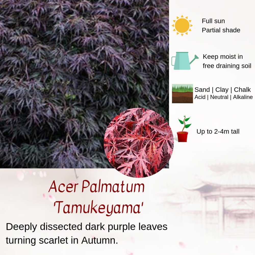 Acer Palmatum 'Tamukeyama'