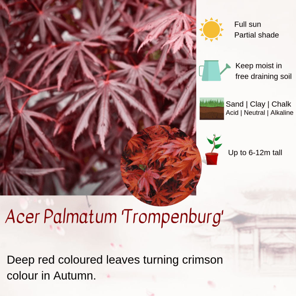 Acer Palmatum 'Trompenburg'