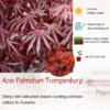 Acer Palmatum 'Trompenburg'