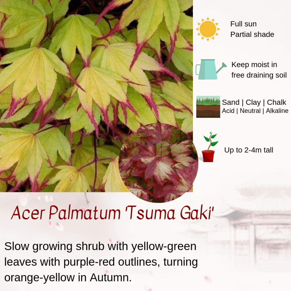 Acer Palmatum 'Tsuma Gaki'