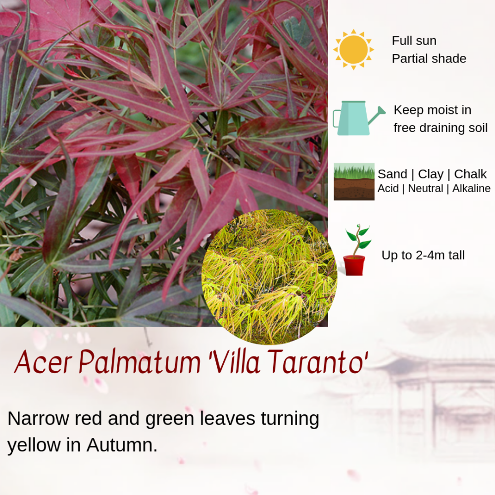 Acer Palmatum 'Villa Taranto'