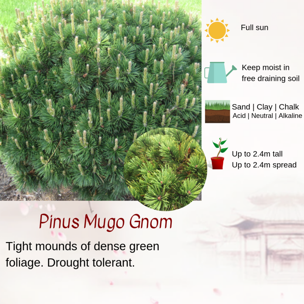 pinus mugo gnom