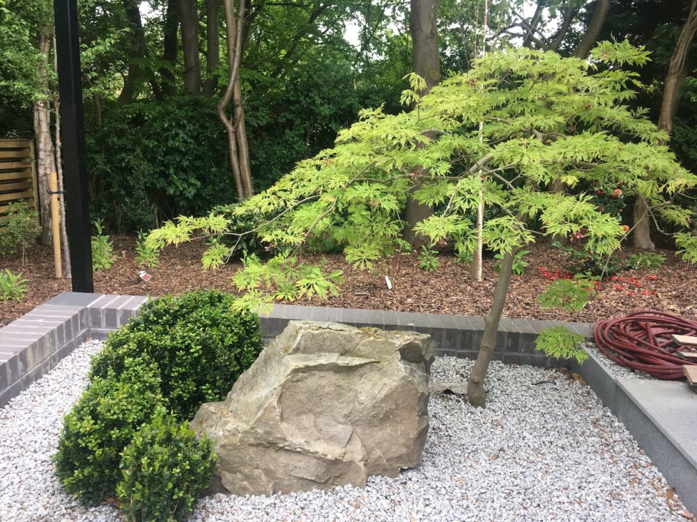 japanese maple