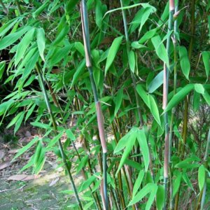 Bamboo
