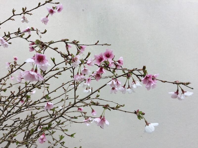 Prunus incisa ‘Kojo-no-mai’ - Image 2