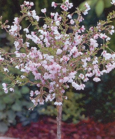 Prunus incisa ‘Kojo-no-mai’