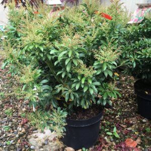 Pieris varieties