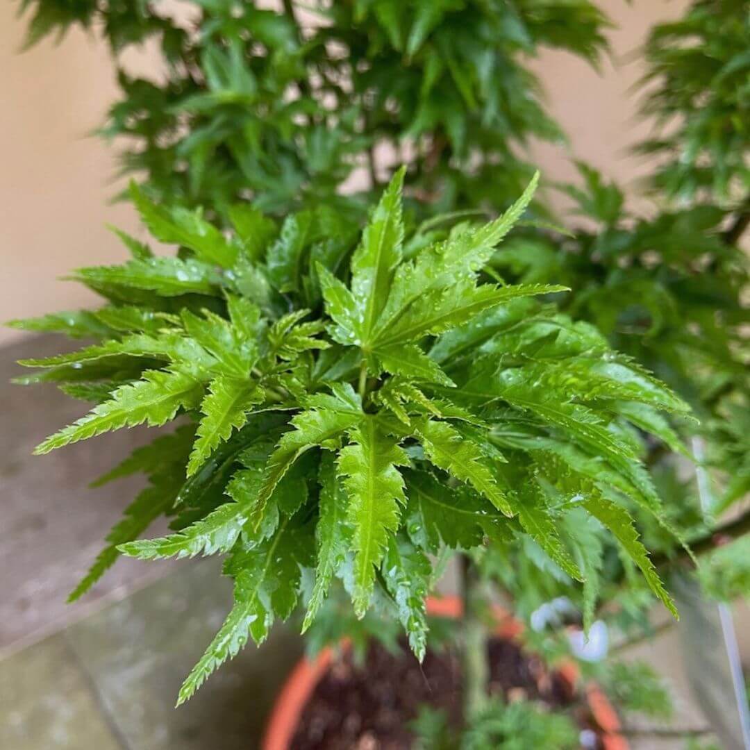 Acer palmatum Shishigashira - Japanese Maple / Japanese Acer