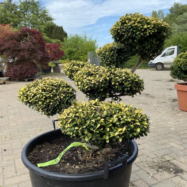 1 Ilex Crenata Golden Gem - The Japanese Garden Centre