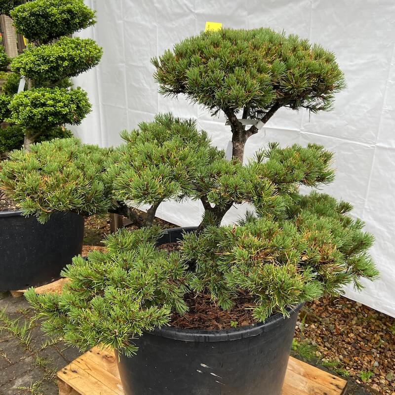 Japanese Garden Plants Japanese Maples, cloud trees, evergreen shrubs