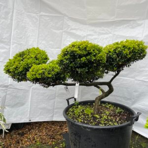 2 Ilex Crenata Golden Gem