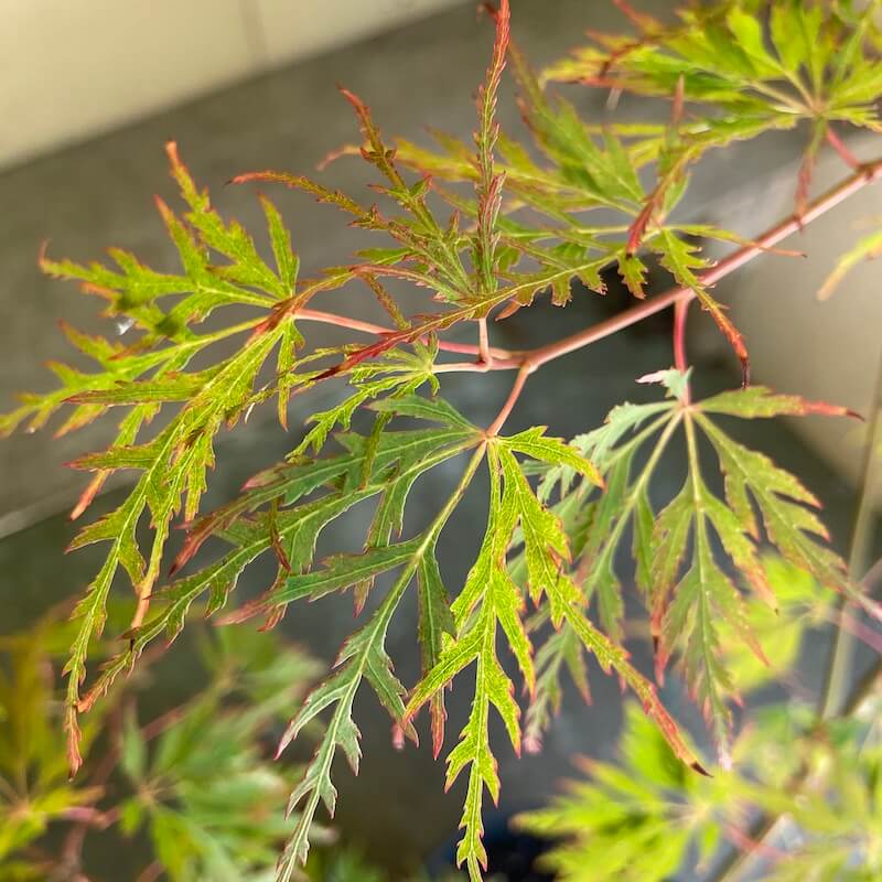 Acer palmatum diss seiryu Japanese Maple / Japanese Acer