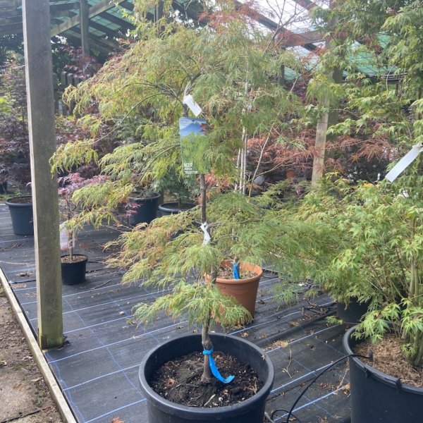 118 Acer pal Dissectum