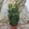Euonymus - Image 3