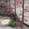 Euonymus - Image 5