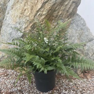 Ferns