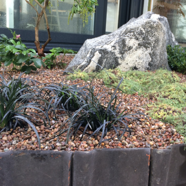 Helleborus - The Japanese Garden Centre