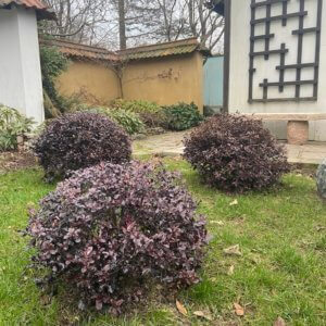 Pittosporum