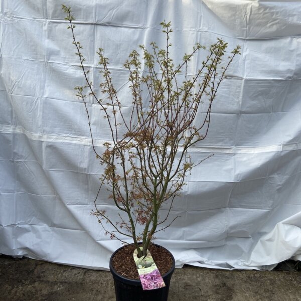 206 Acer pal Jerre Schwarz
