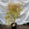215 Acer pal Katsura - Image 2