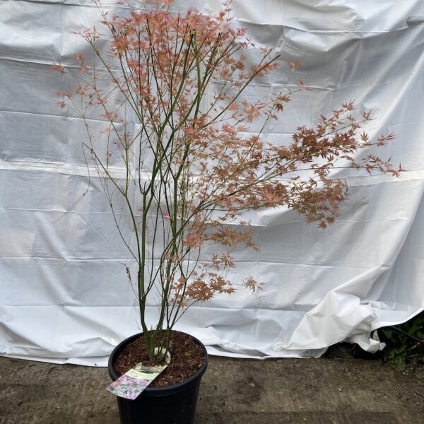 217 Acer pal Phoenix