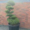 Ilex Crenata Green Hedge no1 - Image 3