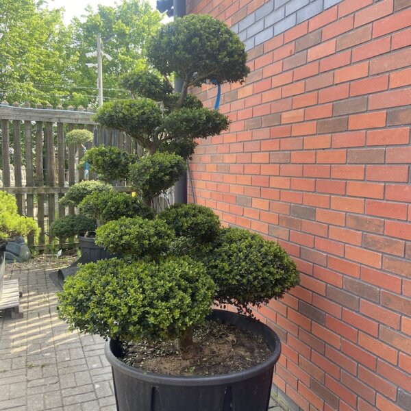 Ilex Crenata Green Hedge no1