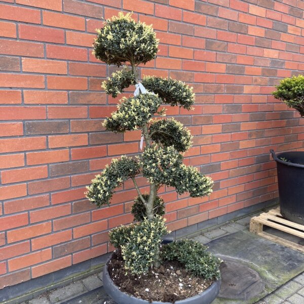 Ilex Crenata Kinme no4