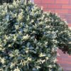 Ilex Crenata Kinme no6 - Image 8
