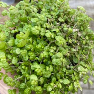 Ground Cover
